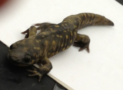 A salamander was found by an employee of Vissering Construction Co. during construction of the Peter Miller Community Technology Center. The salamander was studied by the staff in the Bio Lab before being released again.
