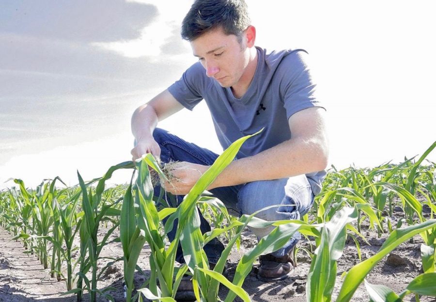 Jon Yaklich in a corn field