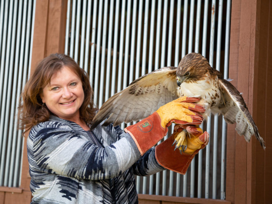 PHOTO: LeeAnn Johnson with a red-tailed hawk. Alicensed wildlife rehabilitator, she has helped save more than 1,000 injured birds of prey the past 30 years